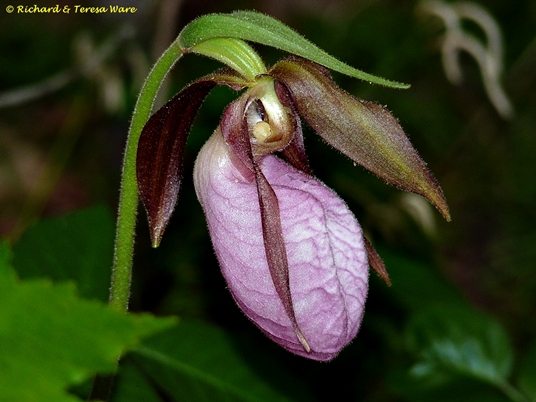 {Cypripedium acaule}